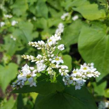 蕎麦の花の投稿画像一覧 Greensnap グリーンスナップ