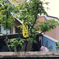 キングサリの育て方 毒性がある 鉢植えでも地植えでもok Greensnap グリーンスナップ キングサリの育て方 毒性がある 鉢植えでも地植えでもok Greensnap グリーンスナップ