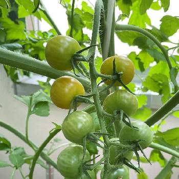 ホームハイポニカの投稿画像一覧 Greensnap グリーンスナップ