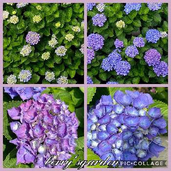 紫陽花 西安の投稿画像一覧 Greensnap グリーンスナップ 紫陽花 西安の投稿画像一覧 Greensnap グリーンスナップ