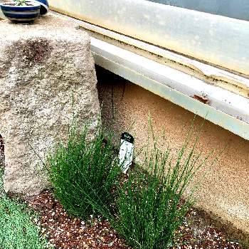 姫トクサの投稿画像一覧 Greensnap グリーンスナップ