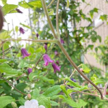 クレマチス 踊り場の投稿画像一覧 Greensnap グリーンスナップ