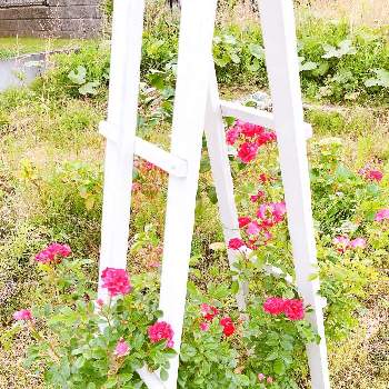ローゼンホルン☆彡の画像 by まなあゆさん | 畑とばら バラ 薔薇とお手製オベリスクと花のある暮らしとバラに囲まれてとローゼンホルン☆彡と薔薇♪とばら 薔薇 バラとバラを楽しむ
