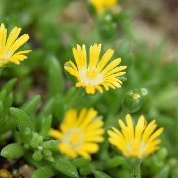 デロスペルマ ルミナスレンジャー Proven Winners Pw ガーデニング 園芸 花苗 低木 多肉植物 花 植物