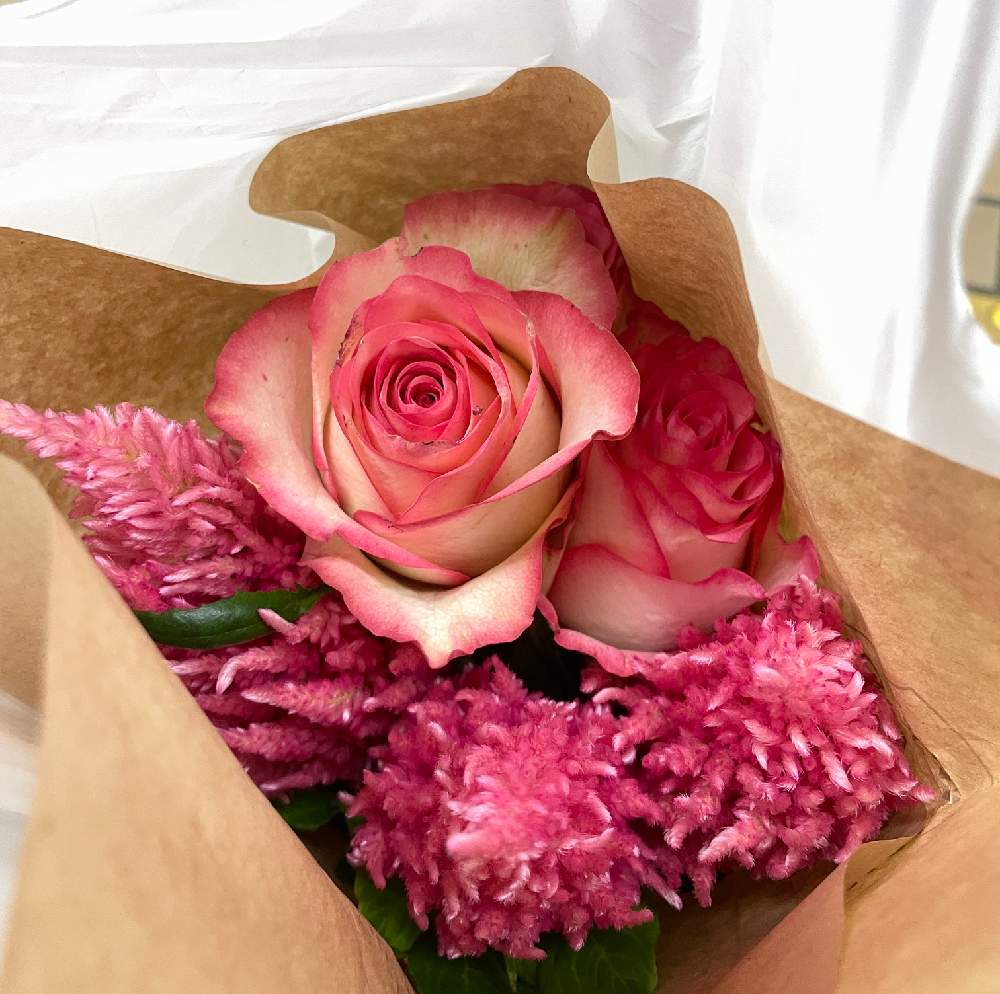 ケイトウの投稿画像 By Poyon さん バラとウモウケイトウとばらとケイトウ 鶏頭 とバラ 薔薇 ばらとバラ ドルチェヴィータと ドルチェヴィータとバラ ドルチェヴィータ とお出かけ先 21月6月5日 Greensnap グリーンスナップ Greensnap グリーン