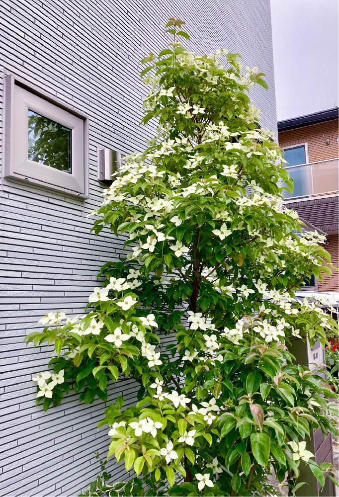 常緑ヤマボウシ／山法師 樹高1.7m（ホンコンエンシス月光） - 植木、庭木