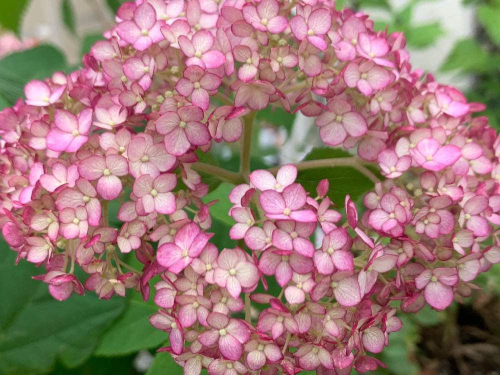 アナベル ピコティシャルマンの投稿画像 By Fuuwaさん アプローチと紫陽花 アジサイ あじさいとアナベル大好き と紫陽花 アジサイ あじさいと アナベル大好き 21月6月5日 Greensnap グリーンスナップ Greensnap グリーンスナップ