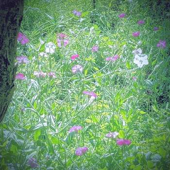 フランネルソウ✽の画像 by 秋草さん | 広い庭とフランネルソウとスマホ撮影と我が庭の野草たちとピンクの花と白・しろ・ホワイトと赤い花と純白マニアと白い花とフランネルソウ✽