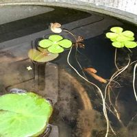 ウォータークローバーの育て方 水の管理方法は 肥料の与え方は Greensnap グリーンスナップ