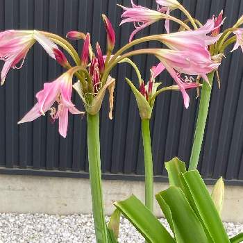 クリナム ハマユウ の投稿画像一覧 Greensnap グリーンスナップ