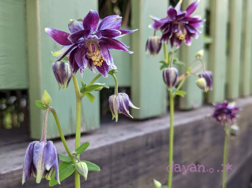 西洋オダマキの投稿画像 By Dayanさん 地植えと北海道とナチュラルスタイルと大人かわいい 21月6月5日 Greensnap グリーンスナップ