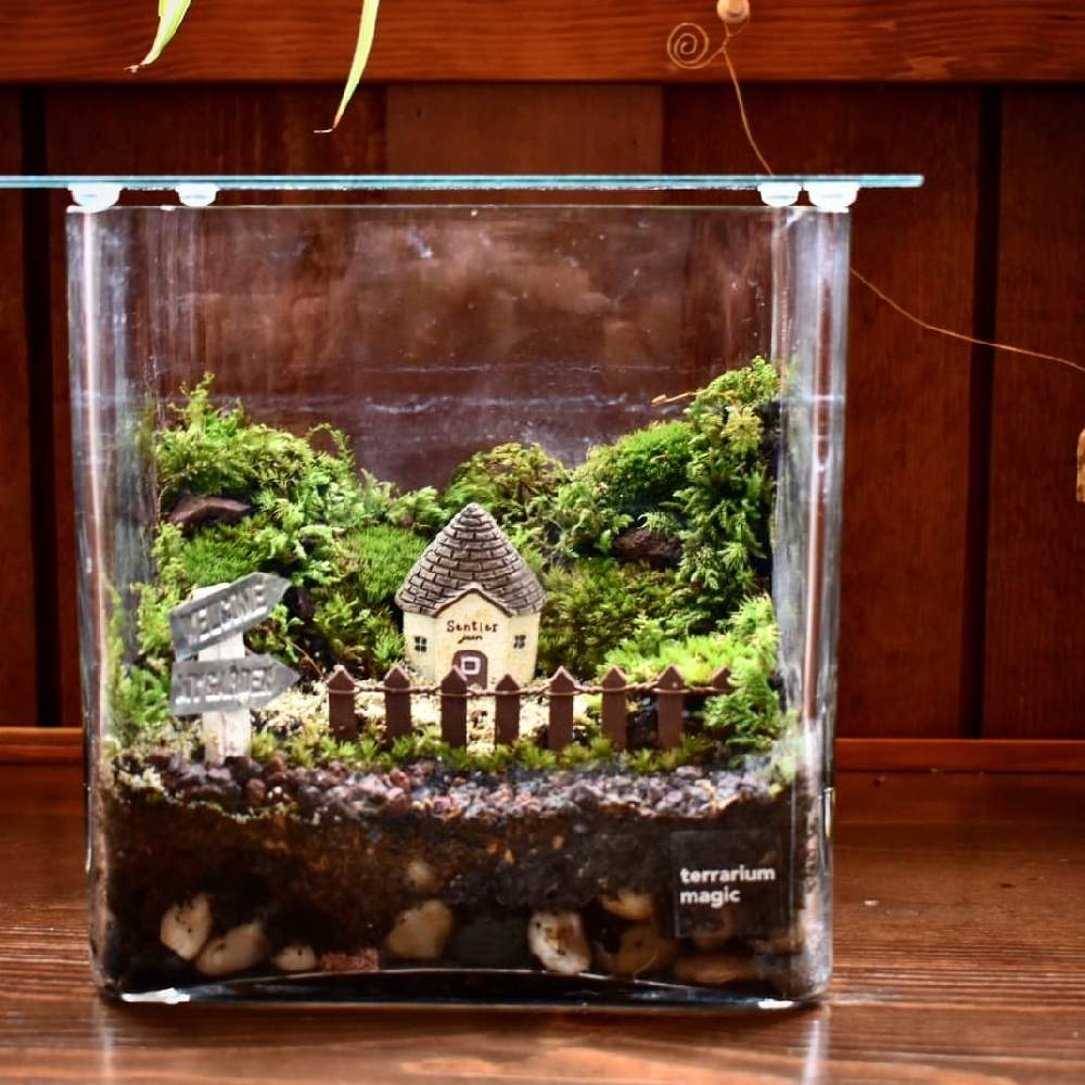 苔 コケ の投稿画像 By Terrarium Magicさん 癒しとミニチュアとgs映えとインテリアと植物とイベント出店と緑のある暮らしと苔のある風景と 森の妖精と苔テラリウムと愛知県江南市と緑のある生活とgreen Up と苔好きとおうちで自然を感じるとインテリアグリーンと
