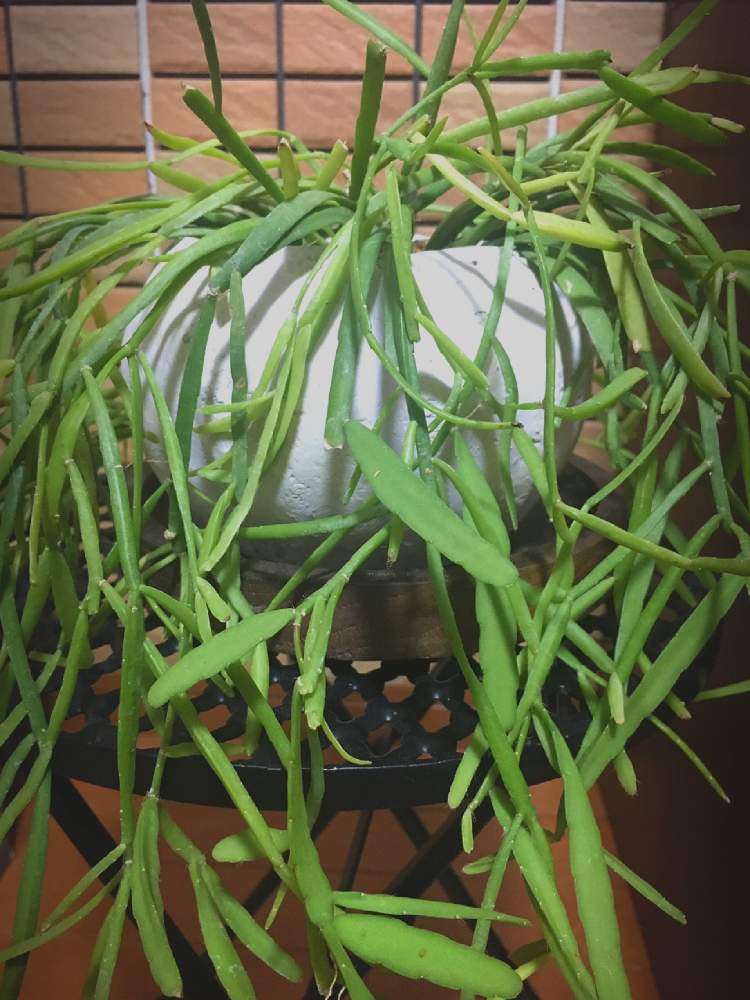 リプサリス ミクランサの投稿画像 By 長靴を履いたツツさん 多肉植物とみどりのある暮らしとサボテン科と植物のある暮らしとサボテン とミクランサ と植物時間とおうち園芸とリプサスと花のある暮らしとお気に入りの鉢と植物 21 21月6月5日 Greensnap リプサリス ミクランサの投稿画像 By 長靴を履いたツツさん 多肉植物とみどりのある暮らしとサボテン科と植物のある暮らしとサボテン とミクランサ と植物時間とおうち園芸とリプサスと花のある暮らしとお気に入りの鉢と植物 21 21月6月5日 Greensnap