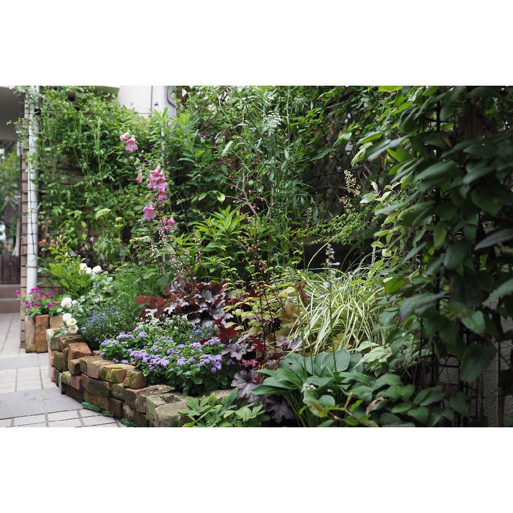 小さな庭の画像 by 我楽多さん | 小さな庭といつもの箱庭（メインの花壇）とOM-D E-M1Ⅱと六月の箱庭とOLY 17mm F1.2