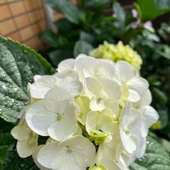 紫陽花 白手毬の投稿画像一覧 Greensnap グリーンスナップ