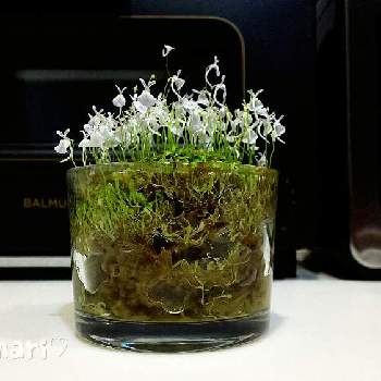 ウサギゴケの投稿画像一覧 Greensnap グリーンスナップ