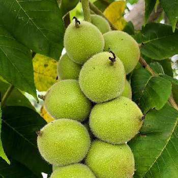 クルミの実の投稿画像一覧 Greensnap グリーンスナップ