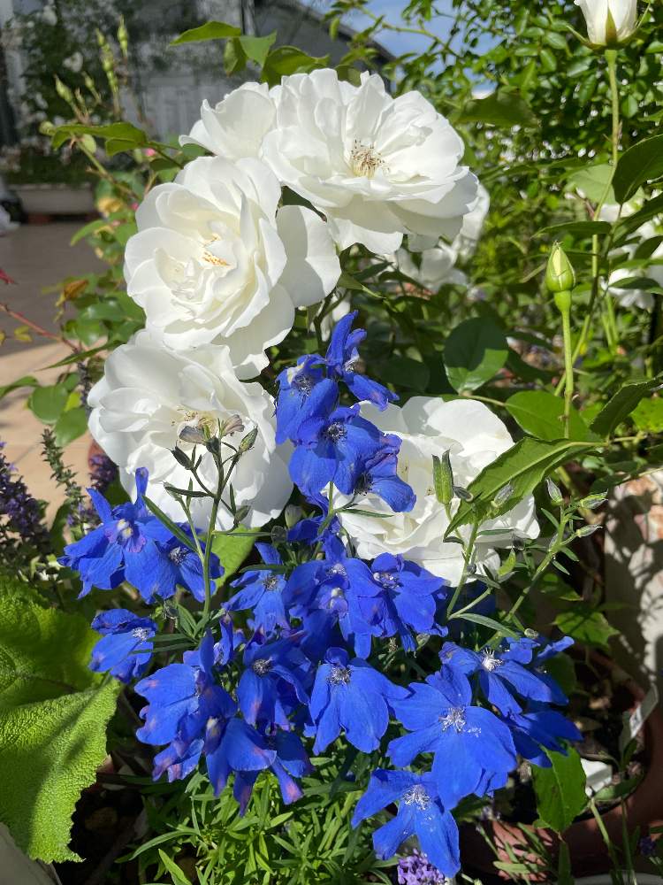 つるバラのある庭の投稿画像 By ららさん ばら バラ 薔薇と幸せにな る とアイスバーグ ゚とhappy とアイスバーグ とバラ 鉢植えとデルフィニウム ミントブルー ゚と薔薇 とデルフィニウム青 21月6月6日 Greensnap グリーンスナップ つるバラのある庭の投稿画像 By ららさん ばら バラ 薔薇と幸せにな る とアイスバーグ ゚とhappy とアイスバーグ とバラ 鉢植えとデルフィニウム ミントブルー ゚と薔薇 とデルフィニウム青 21月6月6日 Greensnap グリーンスナップ