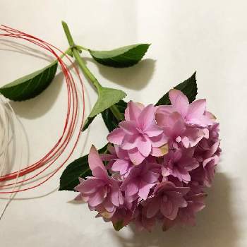 紫陽花おまじないの投稿画像一覧 Greensnap グリーンスナップ 紫陽花おまじないの投稿画像一覧 Greensnap グリーンスナップ