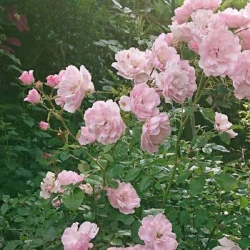 ミニバラ無名の画像 by 山ちゃんさん | ミニバラ無名と地植えと我が家の花壇と花のある暮らしと我が家のバラ