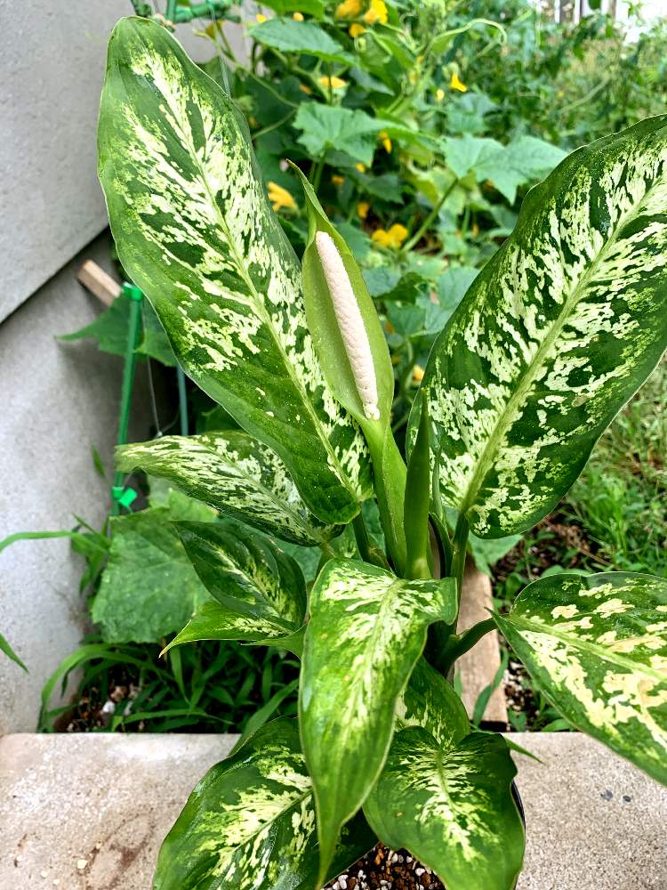 ディフェンバキアの投稿画像 By 堀井さん 観葉植物と観葉植物の花 21月6月6日 Greensnap グリーンスナップ