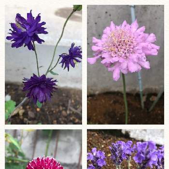 スカビオサ ピンクレースの投稿画像一覧 Greensnap グリーンスナップ