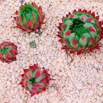 センペル・ジョビバルバの画像 by 極度乾燥（しなさい）さん | 小さな庭と多肉植物とジョビバルバとセンペル・ジョビバルバ