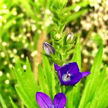鮮やかな青紫色の花の投稿画像一覧 Greensnap グリーンスナップ 鮮やかな青紫色の花の投稿画像一覧 Greensnap グリーンスナップ