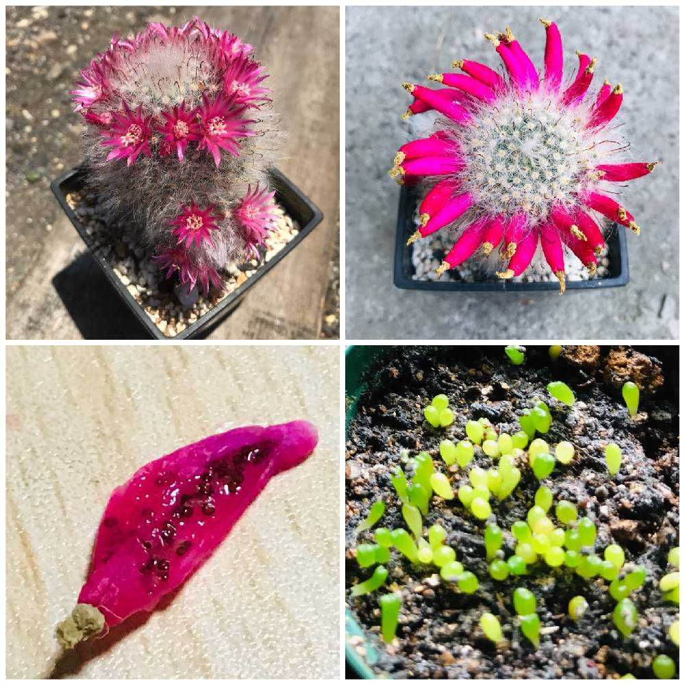 サボテンの実生に初チャレンジ🌵☺️🤟🏻｜🍀GreenSnap