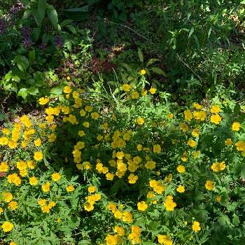 キンポウゲの投稿画像一覧 Greensnap グリーンスナップ キンポウゲの投稿画像一覧 Greensnap グリーンスナップ