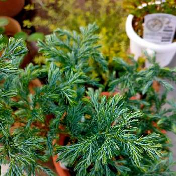 コニファー ブルーバードの投稿画像一覧 Greensnap グリーンスナップ