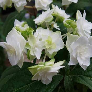 山紫陽花 八重白扇 の投稿画像一覧 Greensnap グリーンスナップ