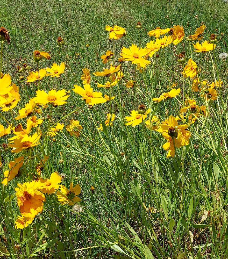 オウキンケイギクの投稿画像 By Tmさん 山野草と花のある暮らしと植物大好きと日曜のビタミンカラー とお出かけ先と山野草と花のある暮らしと植物大好きと日曜のビタミンカラー 21月6月6日 Greensnap グリーンスナップ Greensnap グリーンスナップ オウキンケイギクの投稿画像 By Tmさん 山野草と花のある暮らしと植物大好きと日曜のビタミンカラー とお出かけ先と山野草と花のある暮らしと植物大好きと日曜のビタミンカラー 21月6月6日 Greensnap グリーンスナップ Greensnap グリーンスナップ