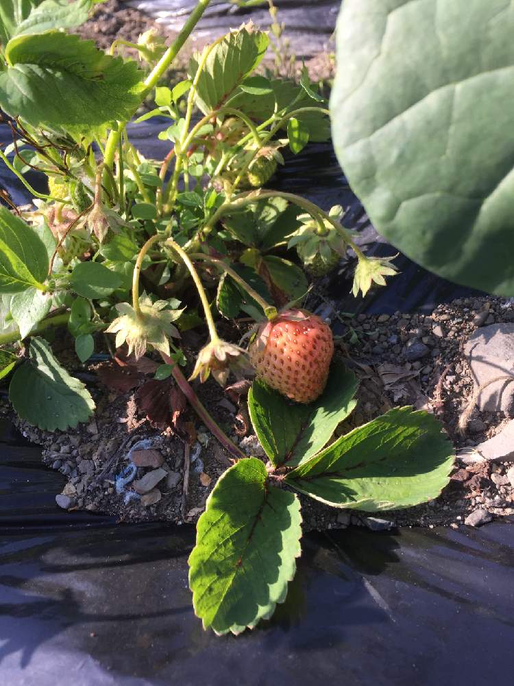 いちごの投稿画像 By Ytnkさん 家庭菜園と北海道 21月6月6日 Greensnap グリーンスナップ