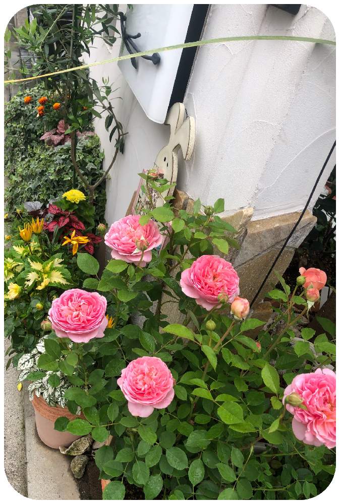 オリーブの投稿画像 By ふっちさん 薔薇とヒューケラとボスコベルと寄せ植え とバラ ボスコベルとヒューケラ と春に咲く花とオリーブ とばら バラ 薔薇 と寄せ植えとgsに感謝 と可愛い とイングリッシュ ローズと癒されます とガーデニングと花のある暮らしと薔薇