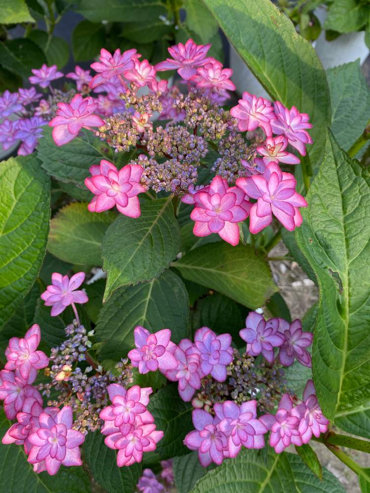 紫陽花 の投稿画像 By みっち33さん アジサイ 紫陽花と鉢植えと挿し木から成長と花のある暮らしと可愛い とアジサイ大好き 21月6月6日 Greensnap グリーンスナップ 紫陽花 の投稿画像 By みっち33さん アジサイ 紫陽花と鉢植えと挿し木から成長と花のある暮らしと可愛い とアジサイ大好き 21月6月6日 Greensnap グリーンスナップ