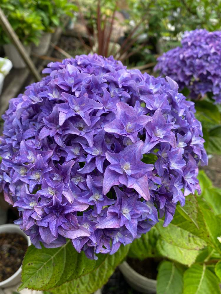 紫陽花 の投稿画像 By みっち33さん パープル 紫とアジサイ 紫陽花と鉢植えと可愛い とアジサイ大好き 21月6月6日 Greensnap グリーンスナップ 紫陽花 の投稿画像 By みっち33さん パープル 紫とアジサイ 紫陽花と鉢植えと可愛い とアジサイ大好き 21月6月6日 Greensnap グリーンスナップ