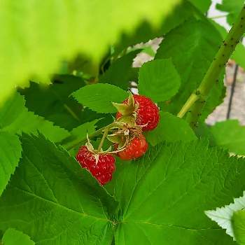 木苺の実の画像 by macaさん | 小さな庭とラズベリーと家庭菜園と収穫と木苺の実とラズベリー　インディアンサマー
