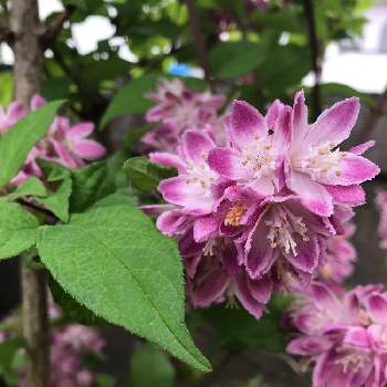 卯の花の投稿画像一覧 Greensnap グリーンスナップ