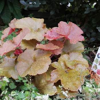 ヒューケラ ドルチェ Proven Winners Pw ガーデニング 園芸 花苗 低木 多肉植物 花 植物 ヒューケラ ドルチェ Proven Winners Pw ガーデニング 園芸 花苗 低木 多肉植物 花 植物