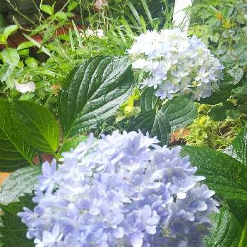 あじさい 万華鏡の投稿画像一覧 Greensnap グリーンスナップ あじさい 万華鏡の投稿画像一覧 Greensnap グリーンスナップ