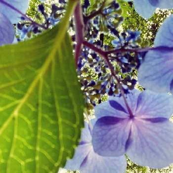 ボタニカルスポットの画像 by somechanさん | お出かけ先と6月の花とボタニカルスポットと綺麗とアジサイ　紫陽花と小さな幸せ♡と花のある暮らしとお散歩と癒しのひと時