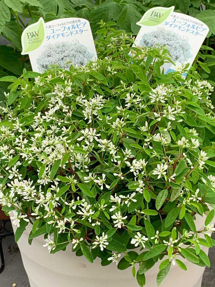 アウトレットセール 特集 ユーフォルビア tresil.com.br