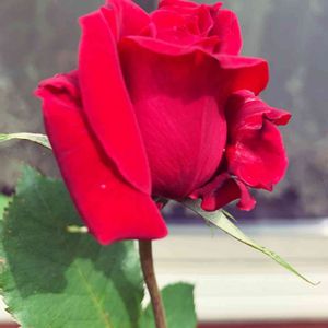 Noriko Rose,Noriko Rose,寄せ植え,観葉植物,鉢植えの画像