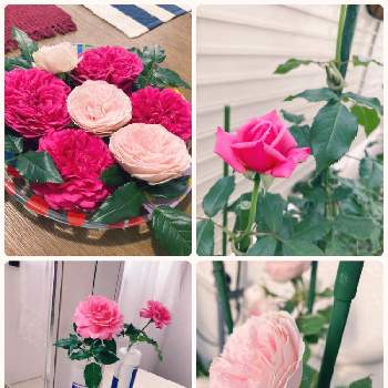 初めてのバラの画像 by michelleさん | 小さな庭と切り花達と京成バラ　パシュミナとバラ　フューチャーパヒュームと一輪挿しバラと一輪挿しと初めてのバラと切る場所わからないと水盤のバラ