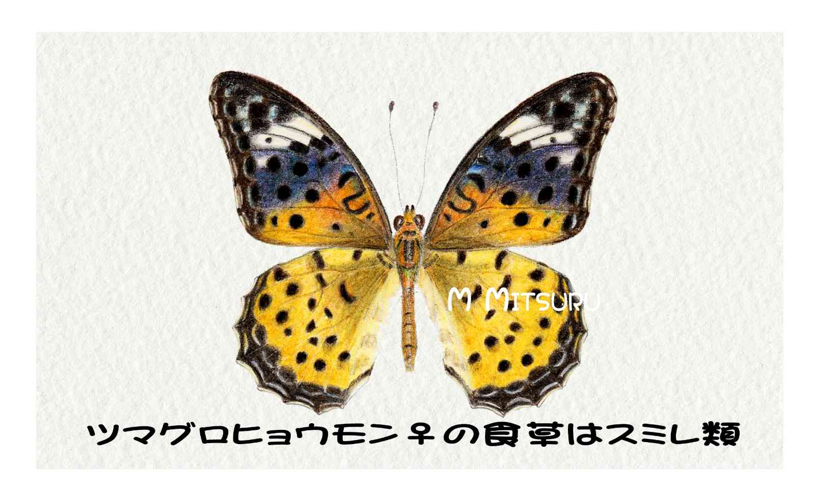 幸せの黄色いハイビスカス(色鉛筆画)（幸せの黄色いハイビスカス