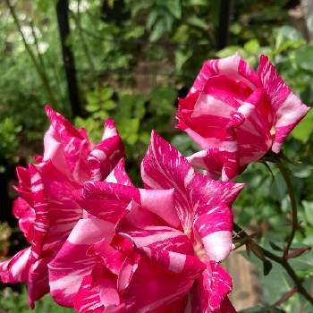モダンタイムスの画像 by まぁ！さん | 小さな庭とバラとモダンタイムスと自慢のバラ_2021と薔薇に魅せられてと明日はきっと良い日になると花のある暮らしと素敵色