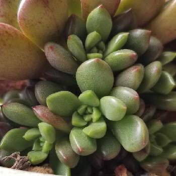 ピンクルビーの投稿画像一覧 Greensnap グリーンスナップ