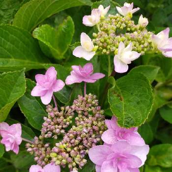 紫陽花 城ヶ崎ピンクの投稿画像一覧 Greensnap グリーンスナップ