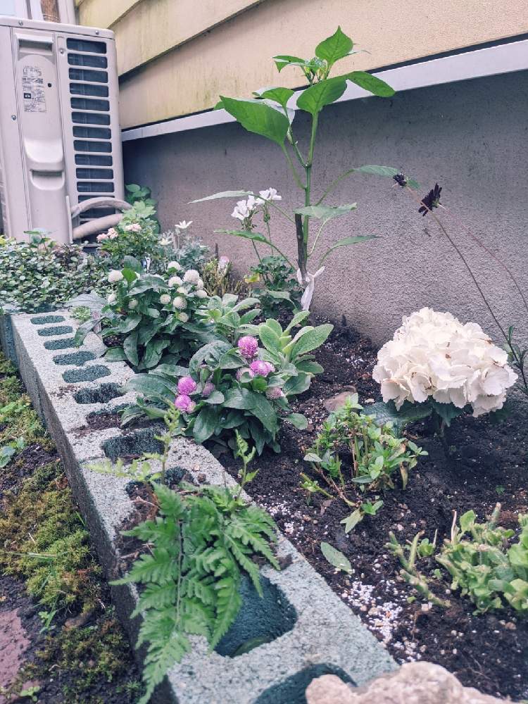 小さな庭の投稿画像 By 横なるかさん 花壇とナチュラルガーデンと手づくりガーデンと庭づくりとガーデニング初心者と輸入住宅とナチュラルスタイルと花壇 とナチュラルガーデンと手づくりガーデンと庭づくりとガーデニング初心者と輸入住宅とナチュラルスタイル 21月6
